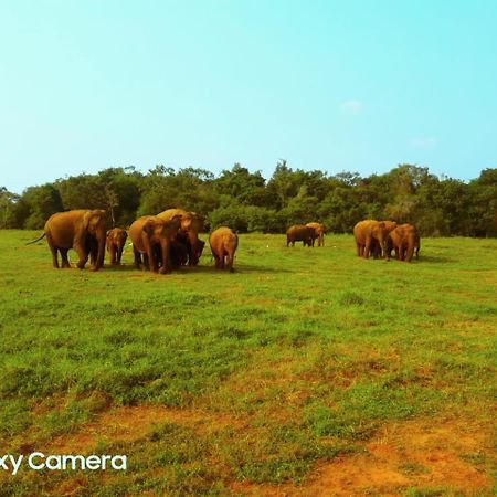 Minneriya Jeep Safari هاباران المظهر الخارجي الصورة